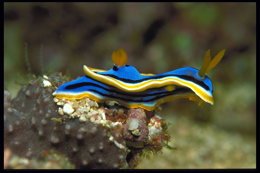 Können Schnecken Unter Wasser Atmen Unterwasser- und andere Bilder